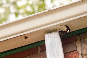 How to Fix a Leaking Gutter Joint